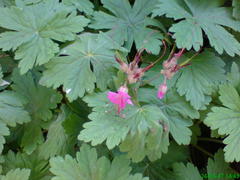 Geranium macrorrhizum