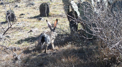 Lepus californicus asellus