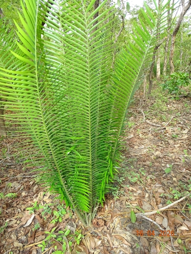 Encephalartos barteri barteri