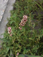 Persicaria