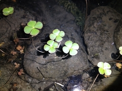 Marsilea minuta