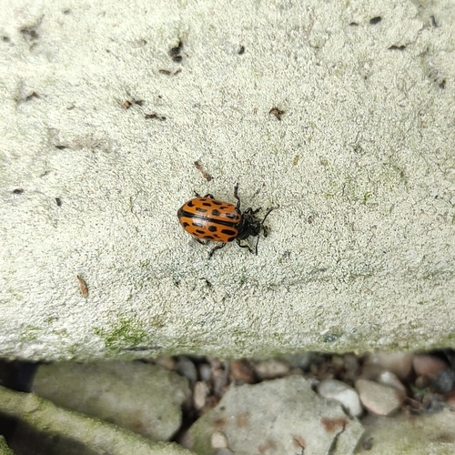 Spotted Willow Leaf Beetle