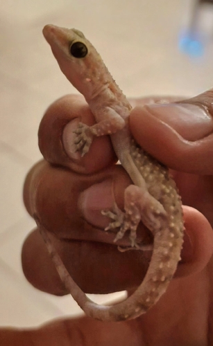 Mediterranean House Gecko