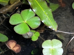 Marsilea minuta