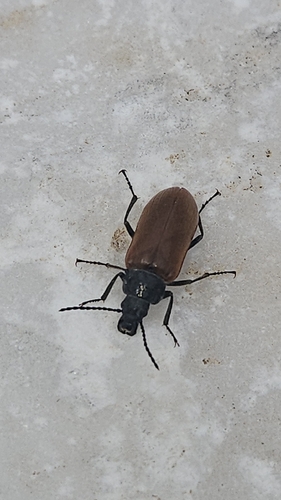 Cteniopodini