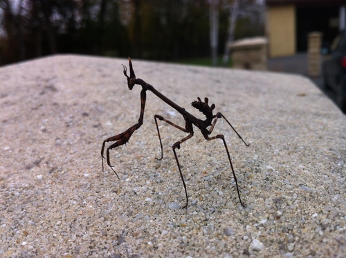 Mediterranean Conehead Mantis, Lavergne, photo 8 of 10