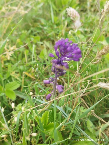 Tassel Hyacinth
