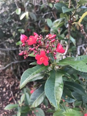Magnoliopsida