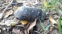 Chelonoidis carbonarius