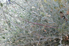 Bactrododema haworthii