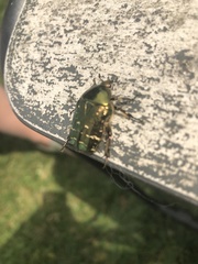 Cetonia aurata