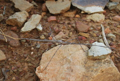 Bactrododema haworthii