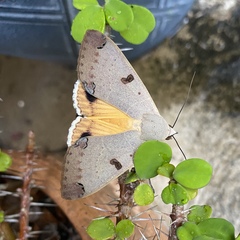 Ophiusa parcemacula