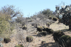 Kroenleinia grusonii