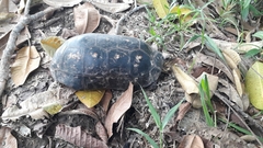 Chelonoidis carbonarius