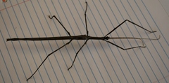 Bactrododema haworthii