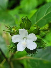 Pavonia fruticosa