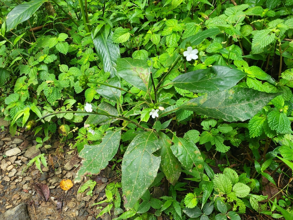 Pavonia fruticosa; photograph (c) Brandon McCracken, some rights reserved (CC BY)