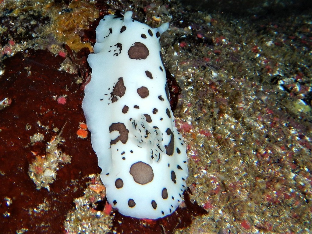 Photo of Dalmatian doris (Discodoris atromaculata)