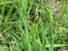 Lycaena phlaeas daimio