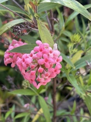 Arachnothryx leucophylla