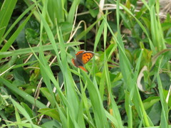 Lycaena phlaeas daimio