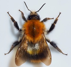 Bombus pascuorum