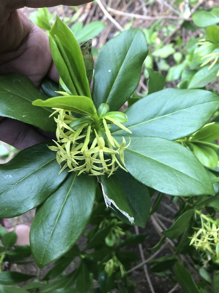 Daphne pontica
