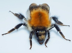 Bombus pascuorum