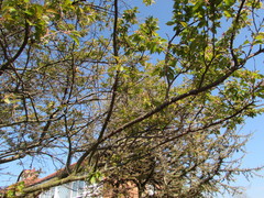 Cerasus