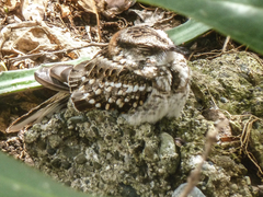 Hydropsalis cayennensis