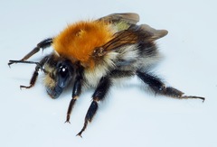 Bombus pascuorum
