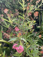 Arachnothryx leucophylla