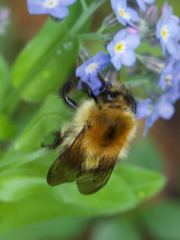 Bombus pascuorum