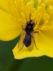Diptera