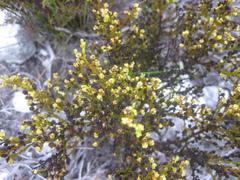 Thesium ericifolium