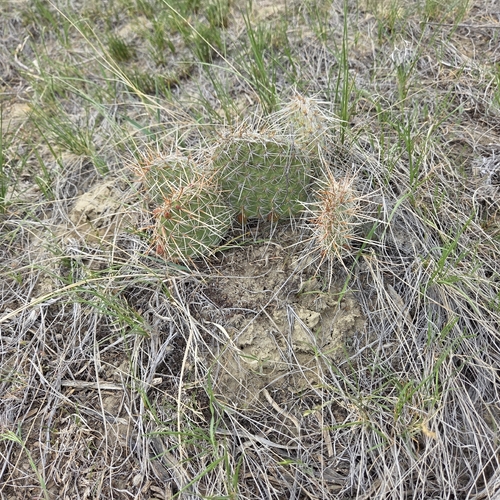 Plains Pricklypear