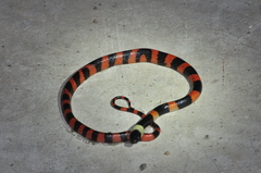 Oxyrhopus petolarius