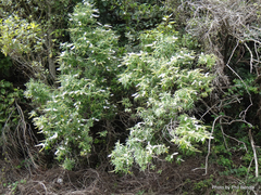 Veronica stricta stricta