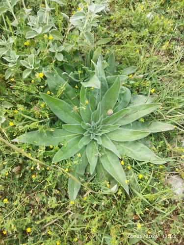 Pale Bugloss
