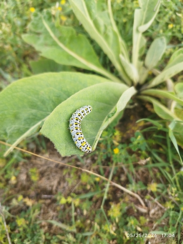 Mullein Moth