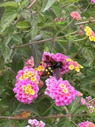 Mammoth Scoliid Wasp