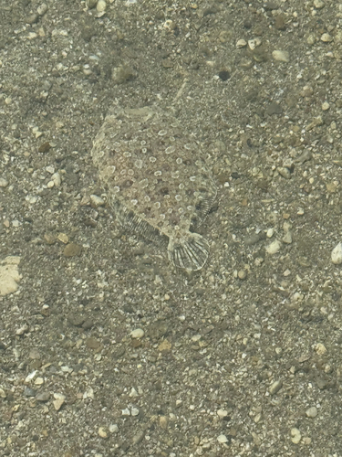 Wide-eyed Flounder