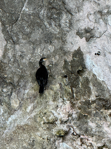 Great Cormorant