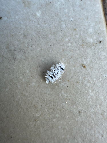 Mealybug Destroyer