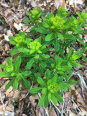 Euphorbia hyberna