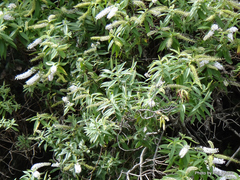 Veronica stricta stricta