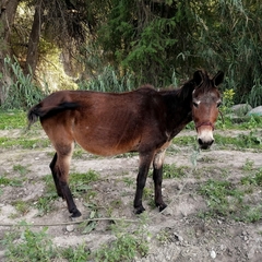 Equus asinus × caballus