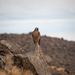 Variable Hawk (Juan Fernandez) - Photo (c) lukasmekis, some rights reserved (CC BY-NC), uploaded by lukasmekis
