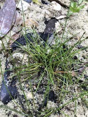 Eleocharis minima